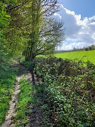 Circuit N°15 : Dans le bois de Grosfy