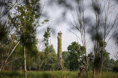 Le marais de Boscherville