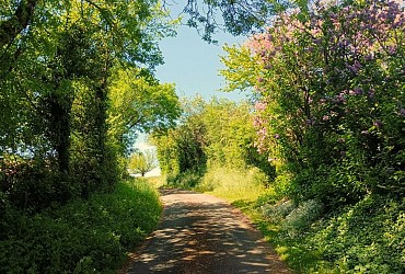Le chemin des Lavandières - Hanc