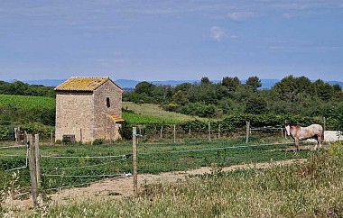 RANDONNEE AUTOUR DU VIGNOBLE