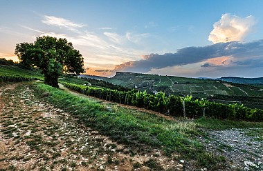 Entre vignes et roches