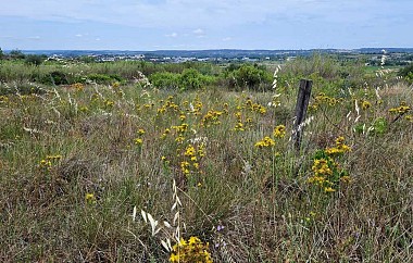 RANDONNEE A LA DECOUVERTE DE L'ORCHIDEE SAUVAGE