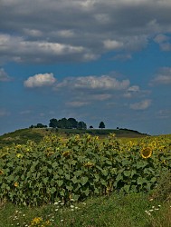 Le chemin du feugnot