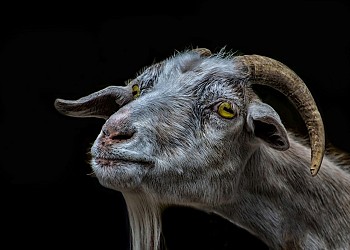 Circuit de randonnée : Les Mangeurs de Chèvres