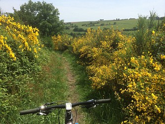 Tour de la forêt de Pail - n°6 base VTT FFV Les Perles