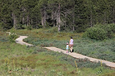 Nanchez Peat Bog trail