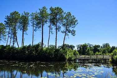 Sous le grand chêne