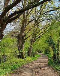 AUTOUR DU BOULEVARD NATURE : COULAINES, AU FIL DE SON HISTOIRE