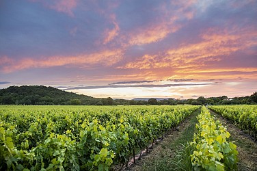 Muscat - Languedoc, d'une AOP à l'autre