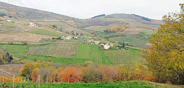 Chiroubles - Dans les vignes