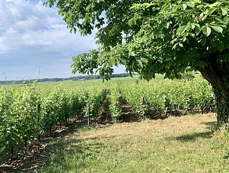 Circuit VTT Vignes et coteaux du Saumur-Champigny