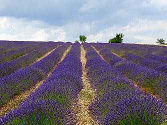Sentier botanique des lavandes
