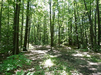 Arboretum of Pierrefort