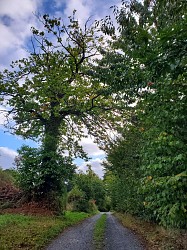 Circuit du Moulin n°35