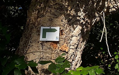 Sentier forestier Ondres 7 km - kaki