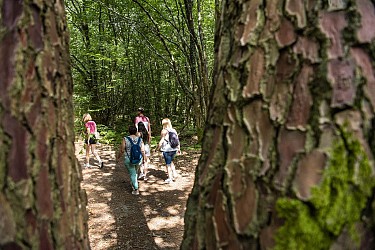 Randonnée "Entre forêt et bocage"