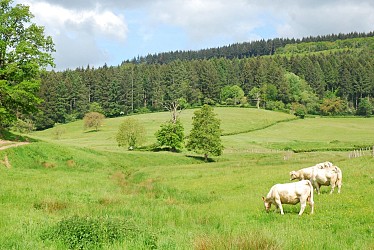 Entre étang et forêts