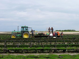 Randonnée Sur les bords des Veys
