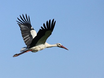 Randonnée Les cigognes des marais de l'Aure