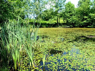 Circuit VTT n°VS3 - Les Grilloux - Beulotte-Saint-Laurent - Vosges du sud
