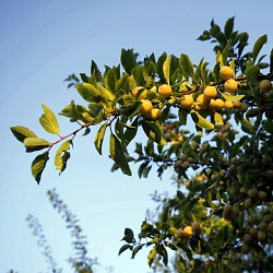 Balade à vélo - Au Pays de la Mirabelle