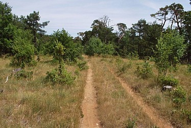 Boucle de Grand Bois (N°1)