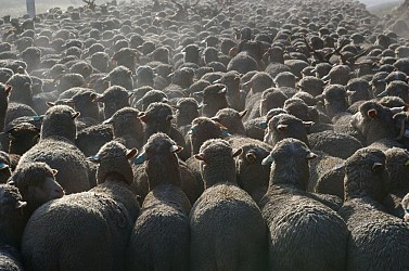 Carraire du bois de Gierre (N°12)