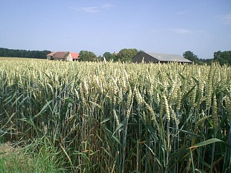 Richebourg - Lavoirs et sources du Sausseron