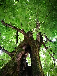 Parcours VTTAE 21 bleu - La Michaille / Vouvray - Espace FFC Ain Forestière