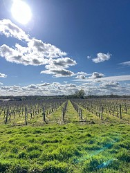 DE L'ECORNERIE AU BOIS NOIR - Montaigu-Vendée (Saint-Hilaire-de-Loulay)