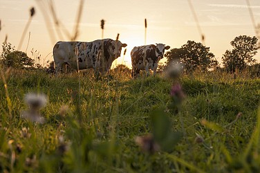 A pied - Les quatre chemins