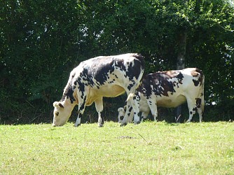 Pierre, eau et cidre en Or - Le Lorey