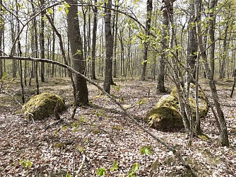Le bois de Bricsard
