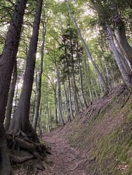 Sardonne à travers les bois - Randonnée depuis Le Raffour (Bourg-d'Oisans)