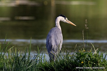 Découverte du marais Audomarois