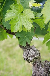 Au Pays du Cognac - PR 21  Ballans / Louzignac