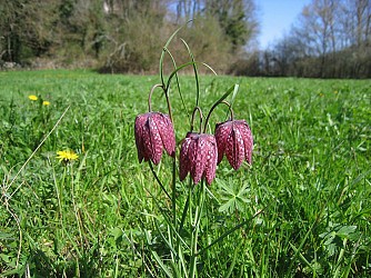 Prairies et bocage d'Ouroux-sur-Saône