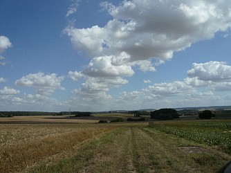 Le vieux Chêne