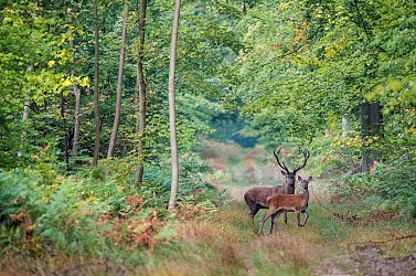 La Forêt impériale de Compiègne