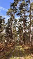 Le Chêne Saint-Jean