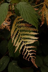 La bataille du Matz : groupement des chars I et X