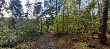 Entre bois et marais