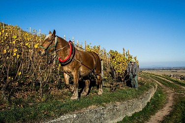 Circuit de randonnée équestre : Boucle "le vignoble de Guebwiller"