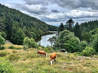 Hiking tour - from the lac Noir to the lac des Truites