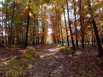 Circuit découverte En forêt de Weitbruch