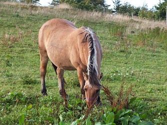 Circuit de randonnée équestre : Boucle au départ de Lautenbach-Zell