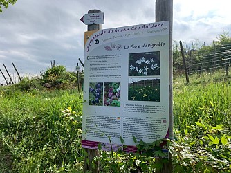 La promenade du Grand Cru Goldert