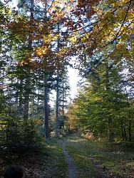Ascension de col - Montée du Geisweg