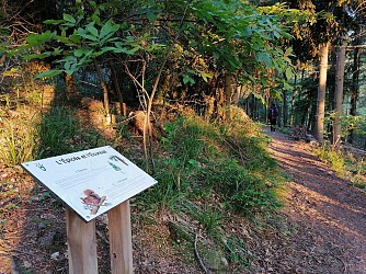 On the trail of the squirrel