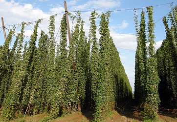 BL227 - Beer and hops